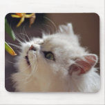 Kittens are nature lovers mouse pad