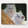 Kittens come play mousepad