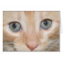 Kitten's face greeting card