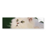 Kittens fascination bumper stickers