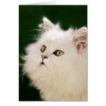 Kittens fascination cards