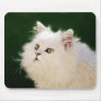 Kittens fascination mouse pads