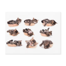 kittens in a basket cartes postales