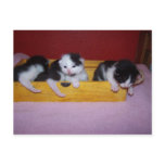 kittens in box postcards