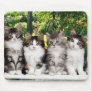 kittens in the garden mousepad