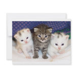 Kittens invitations