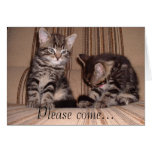 kittens-on-chair, Please come... cards