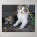 Kittens on the Farm posters
