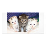 Kittens Customized Photo Card