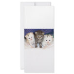 Kittens Custom Rack Cards