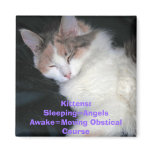 Kittens:Sleeping=AngelsAwake=Moving Obstical Co... magnets