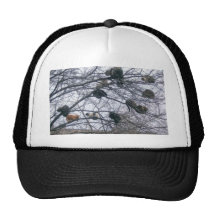 kitties hats