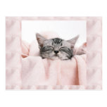 Kitty and blanket post card