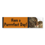 Kitty Cat Bumper Sticker