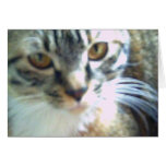 Kitty Cat Greeting Card