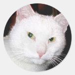 Kitty Cat Stickers
