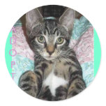 Kitty Cutie Sticker