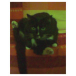 kitty flyer design
