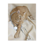 Kitty get well postcard