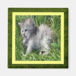 Kitty in the Grass Magnet