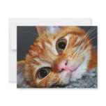 Kitty Kat invitations