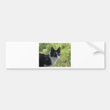 kitty katt bumper sticker