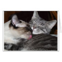 Kitty Love cards