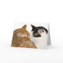 kitty love card