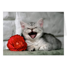 Kitty Love Card