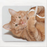 Kitty plays mousepads