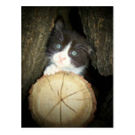 Kitty Post Cards