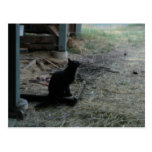 Kitty Postcard
