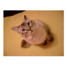 kitty postcard