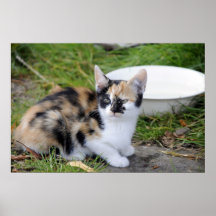 Kitty Poster