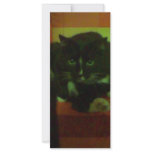 kitty rack card design