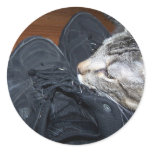 kitty sleeps on shoes stickers