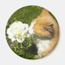Kitty smells the flower refrigerator magnet