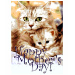 Kitty's Mother's Day t-shirts