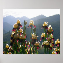 KIW Sparks: Above a Broad Valley Posters