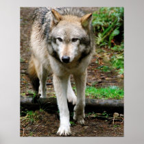 KIW Sparks: Alpha Print