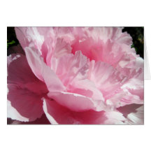 KIW Sparks: Tree Peony 1 Card