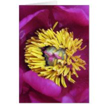 KIW Sparks: Tree Peony 3 Card