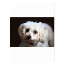 Kleiner süßer Hund Postkarten