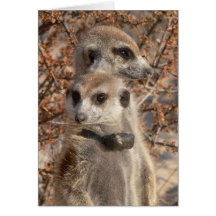 KMP Card 4 - Jo Jo Hello and Habusu