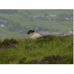 Knocknara Ireland Sheep Lambs photo sculptures