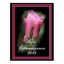 Knockout Rosebud Postcard- customise