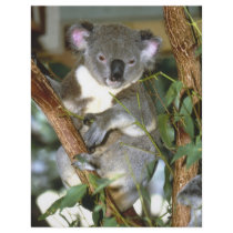 koala2 personalized flyer