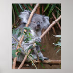 Koala 14 posters