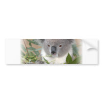 Koala Bear Bumper Sticker