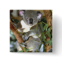 Koala Bear Pins